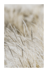 Dry Grass Close Up Poster No.4