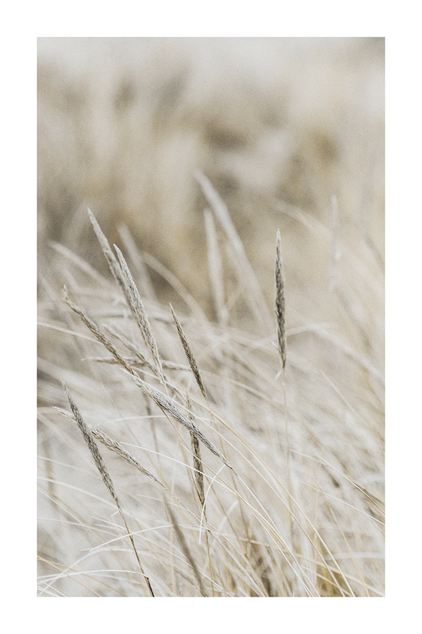 Dry Grass Close Up Poster No.4