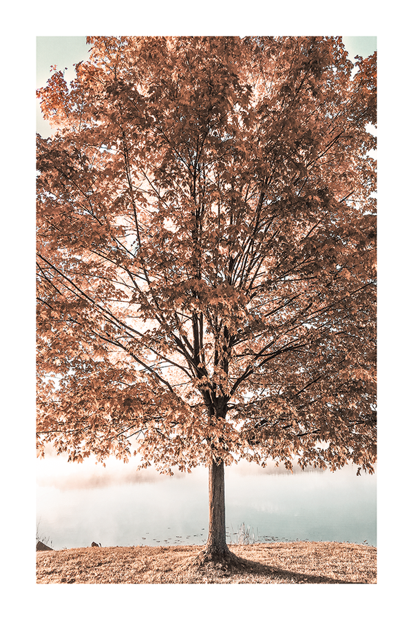 Autumn Tree Poster