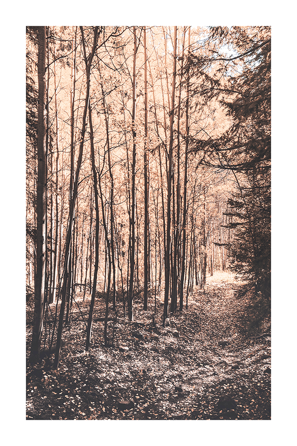 Autumn Forest Poster