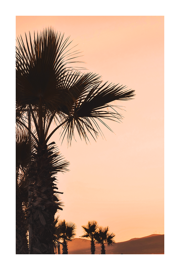 Palm Trees at Sunset Poster