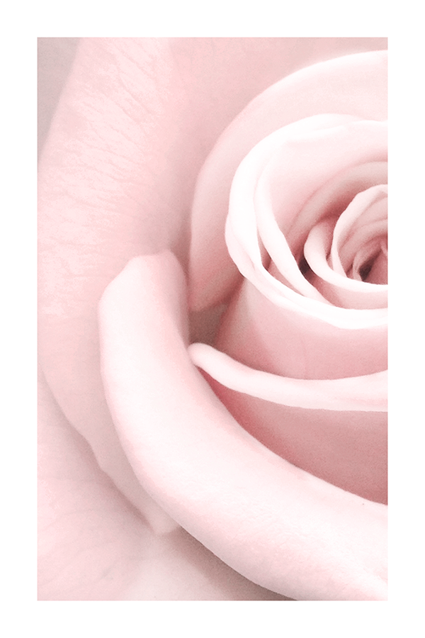 Pink Rose Poster