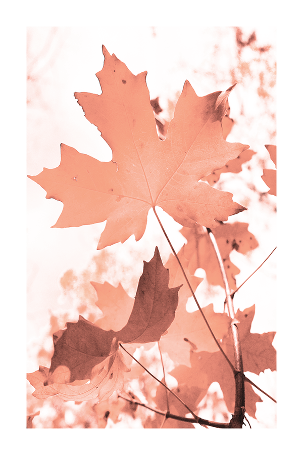 Maple Leaf Poster