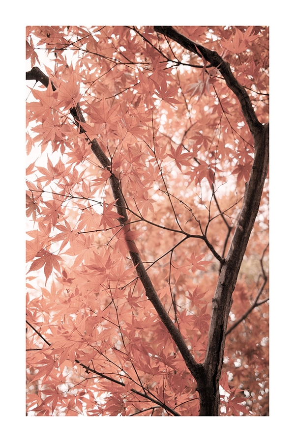 Maple Tree Close Up Poster