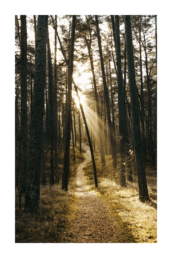 Sunrise Forest Poster