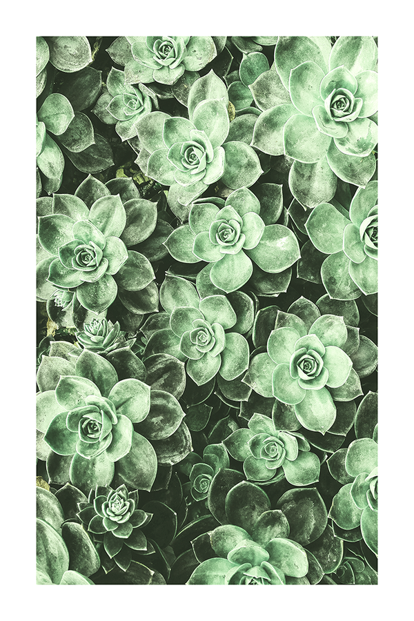 Succulent Photo Poster No.3