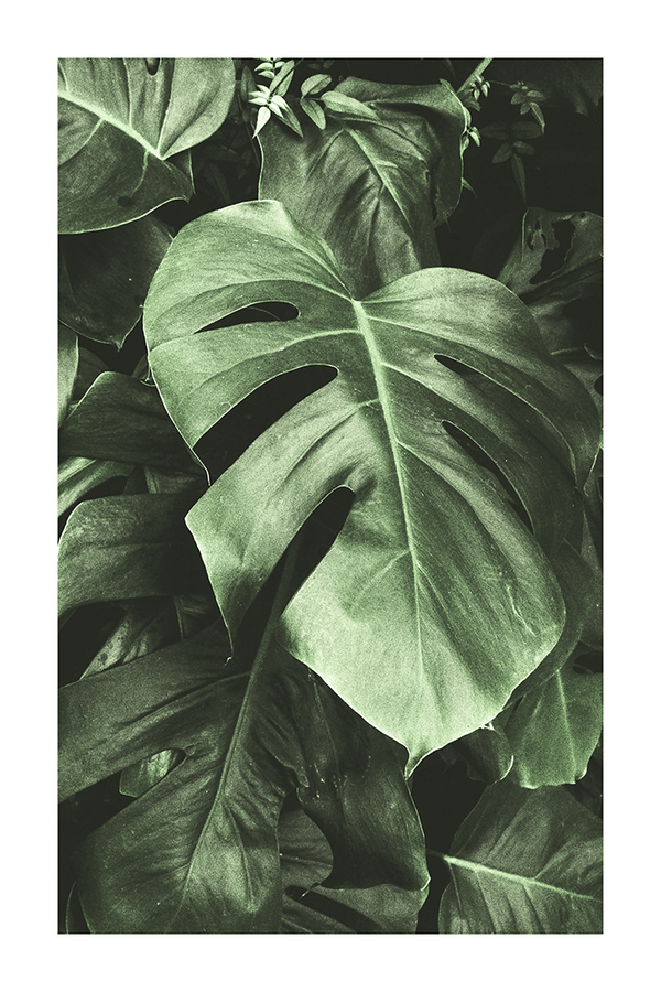 Green Monstera Poster No.3