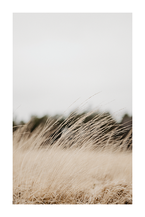 Dry Grass Close Up Poster No.5