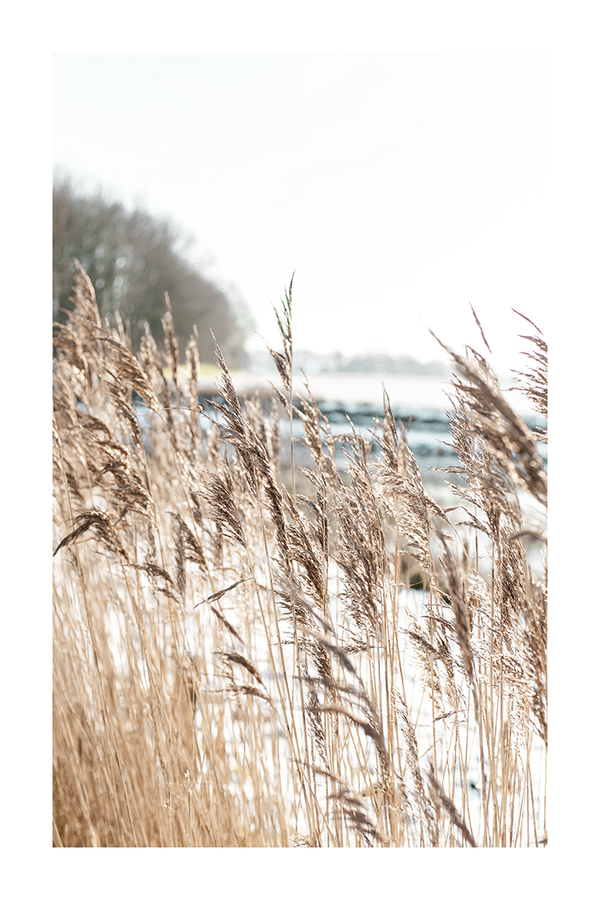 Field of Reed Poster