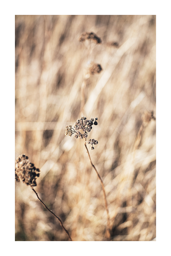 Dry Flower Close Up Poster No.2