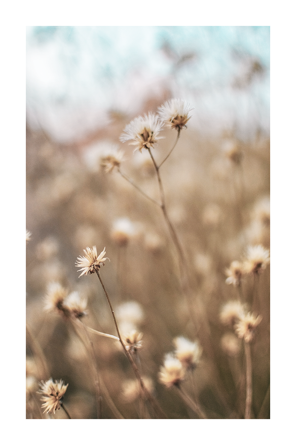 Dandelion Close Up Poster No.2