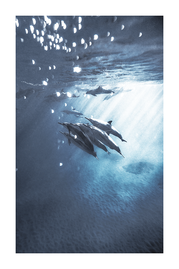 Whales Under the Sea Poster