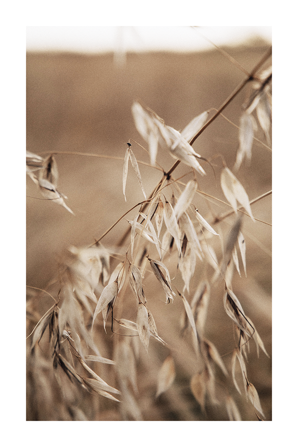 Dry Leaves Close Up Poster