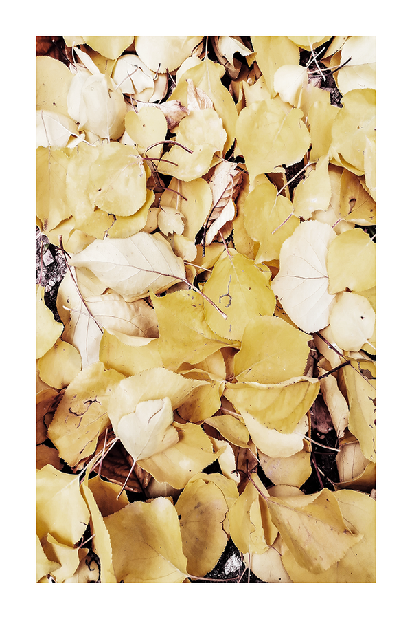 Autumn Leaves Poster