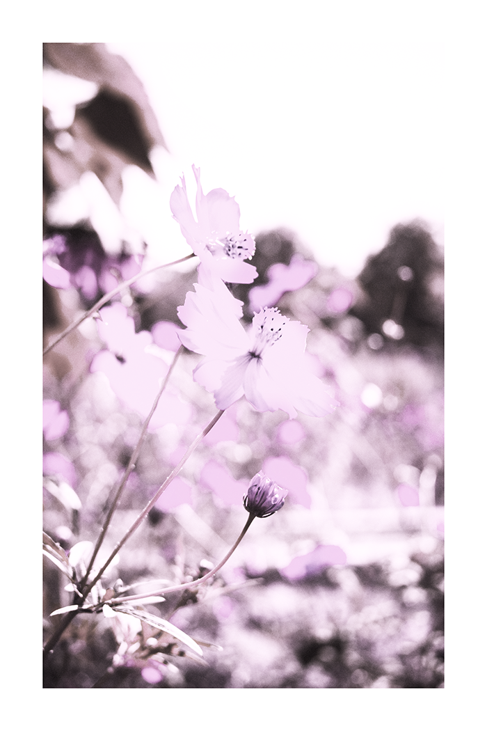 Purple Flower Close Up Poster