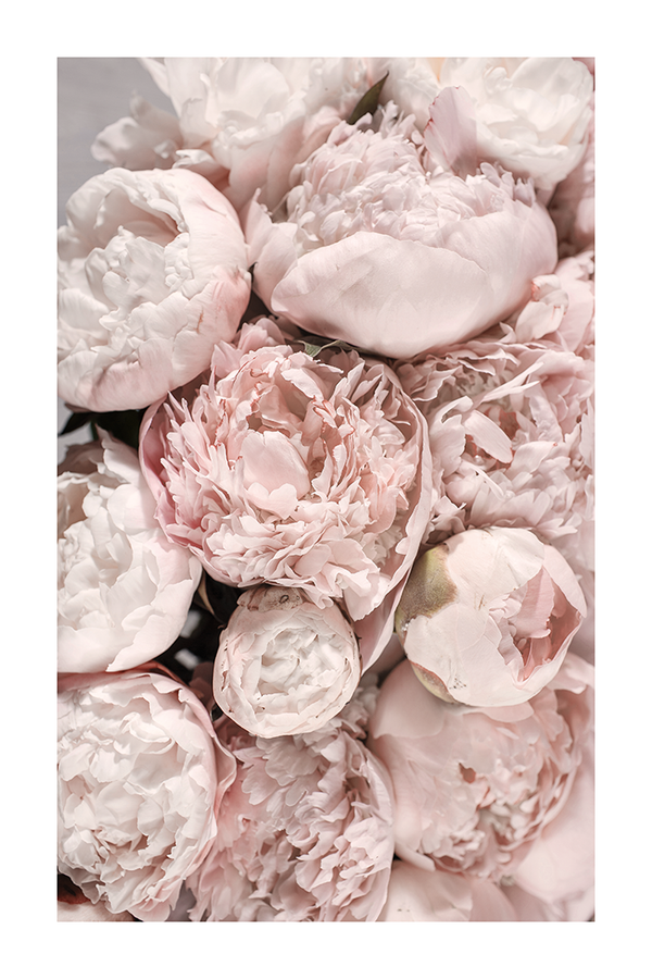 Pink Peony Poster No.3