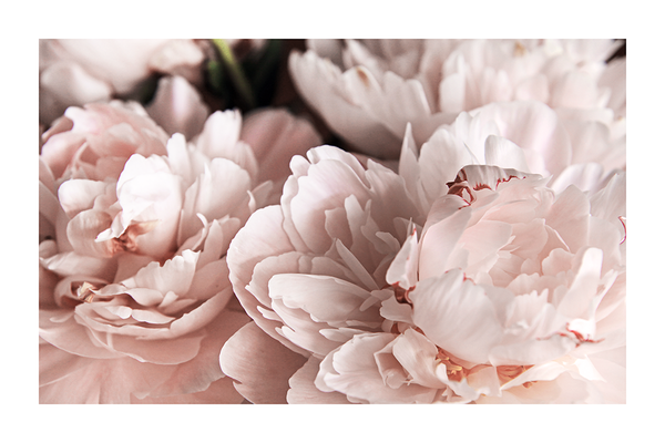 Pink Peony Poster