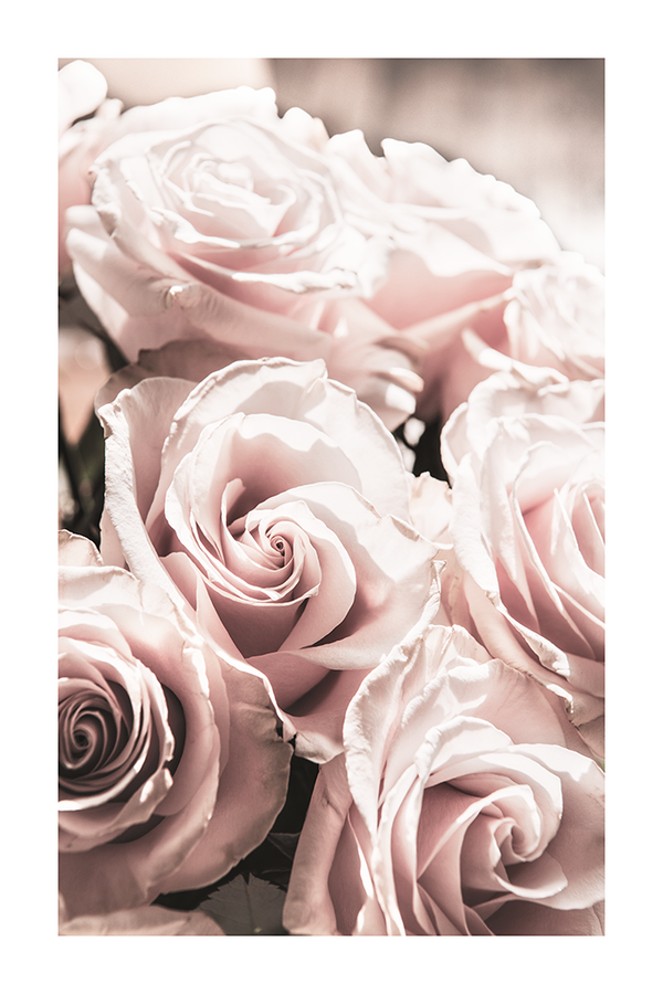 Pink Rose Poster No.2