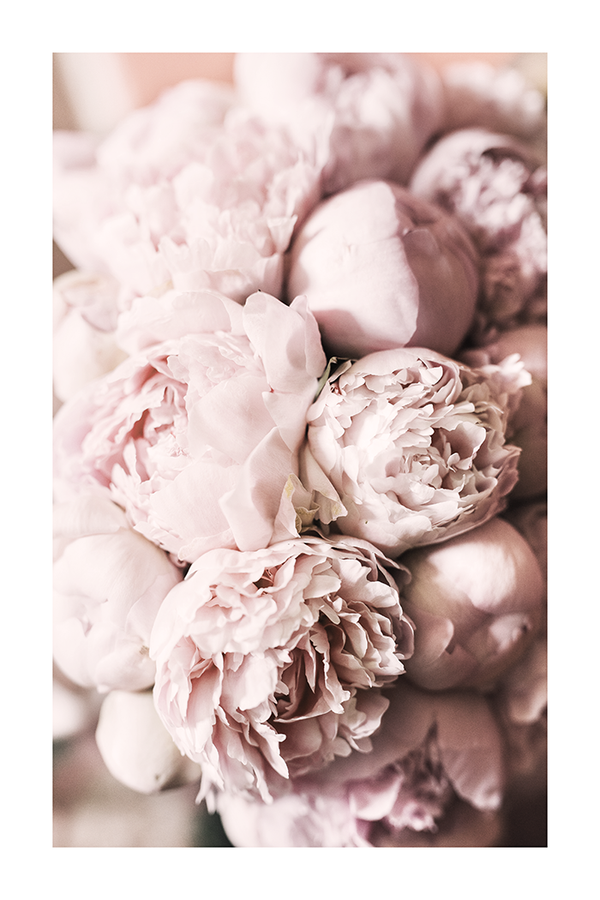 Pink Peony Poster No.6