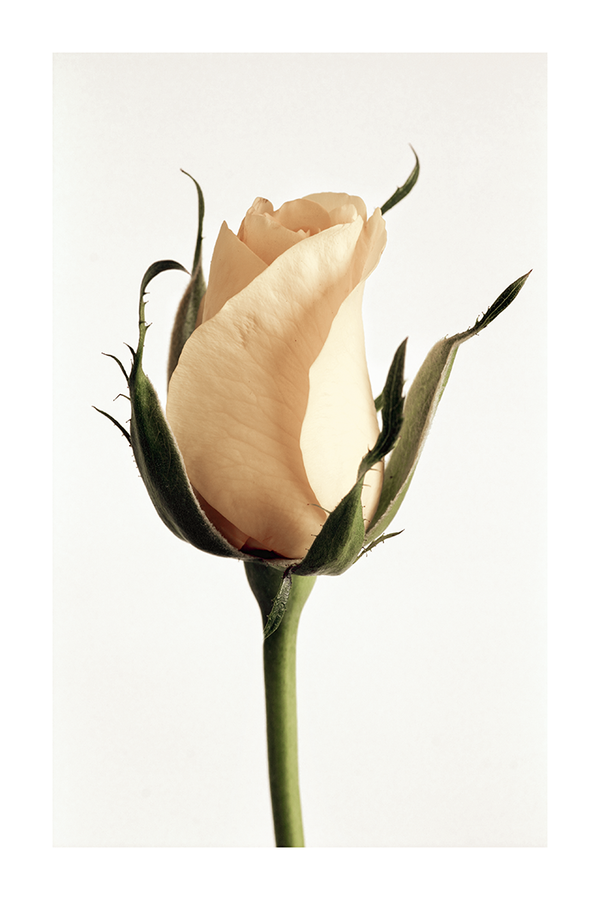 Yellow Rose Bud Poster