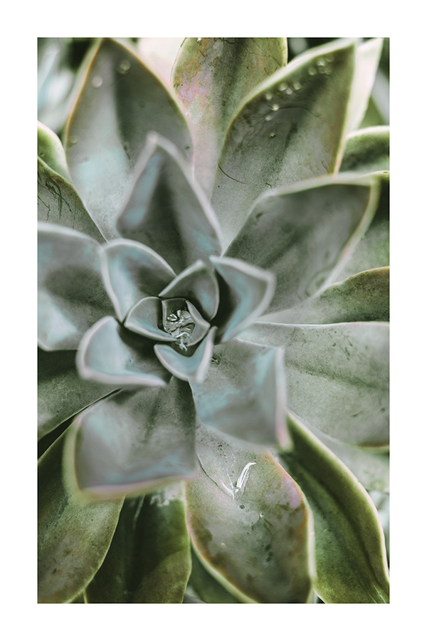 Green Succulent Poster