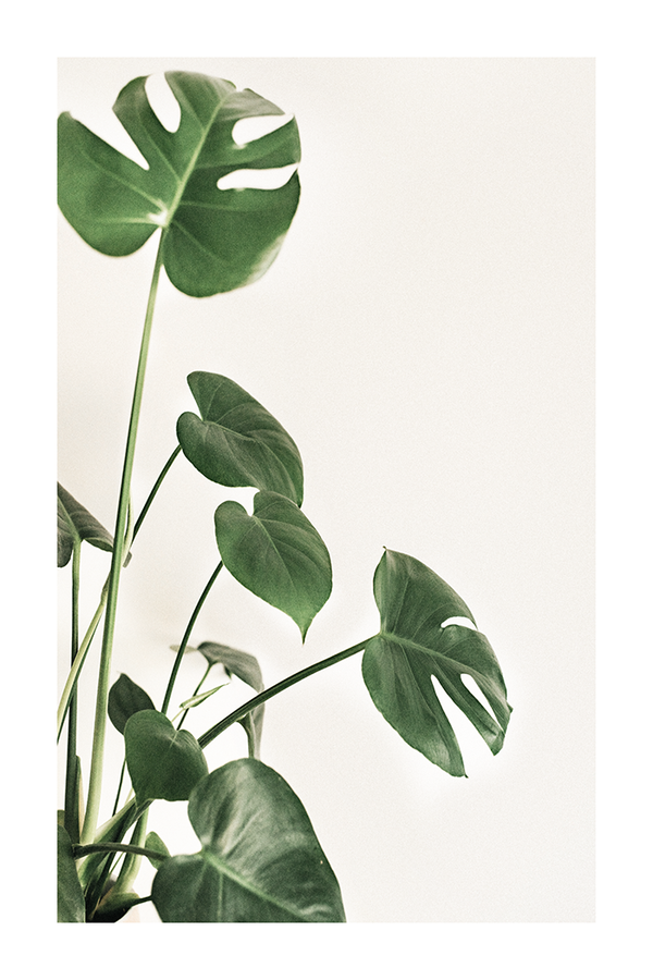 Green Monstera Poster