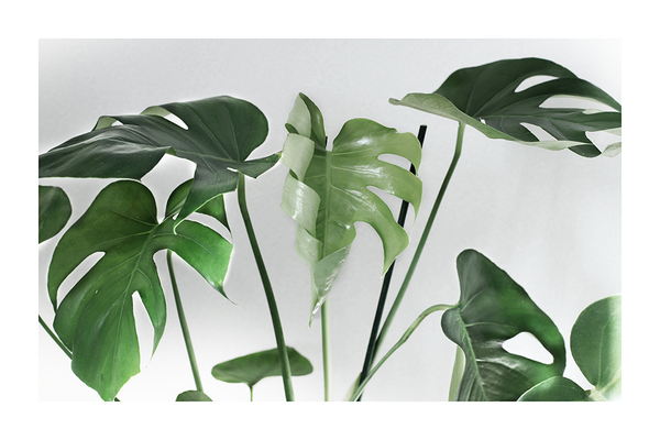 Green Monstera Poster No.2