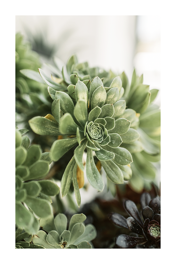 Succulents Close Up Poster