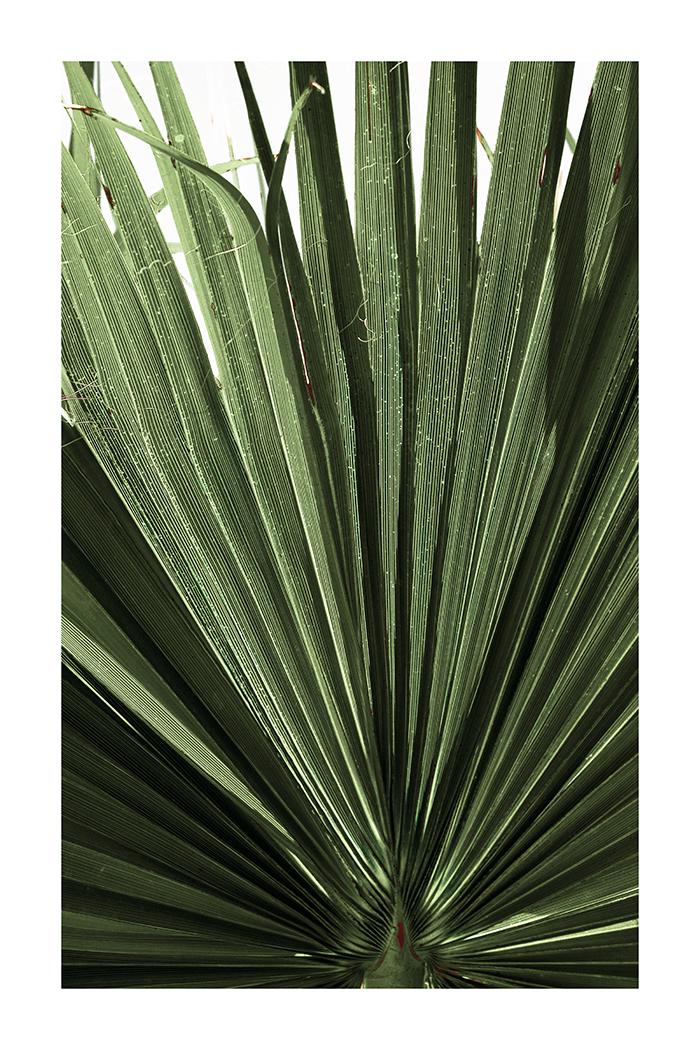 Palm Leaf Close Up Poster