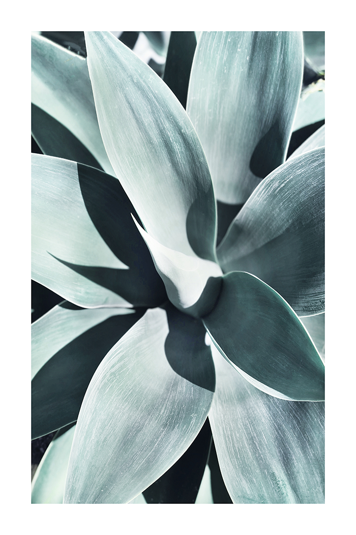 Succulent Photo Poster