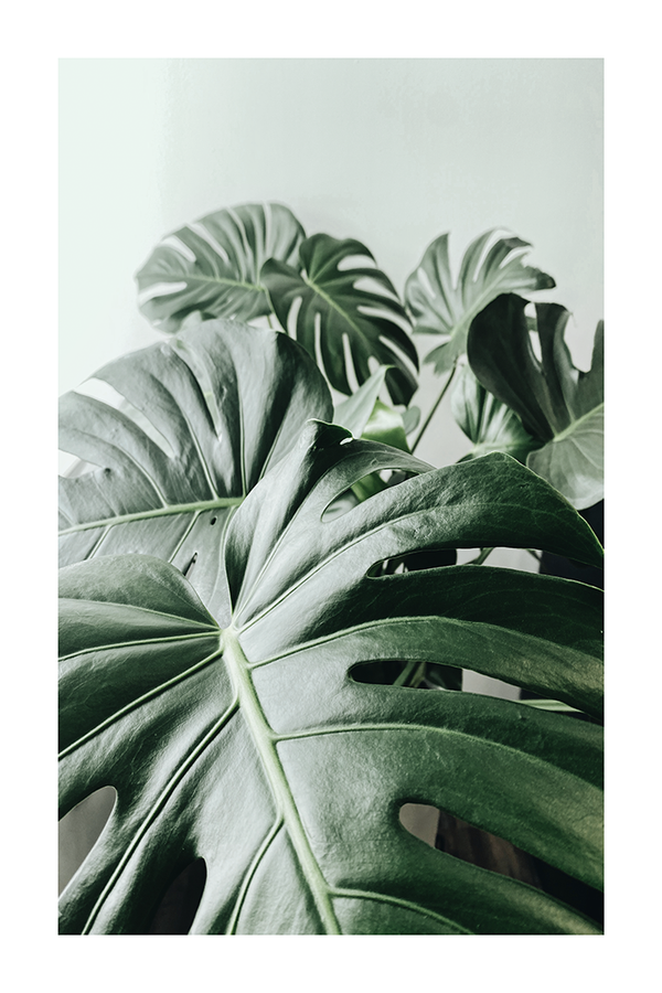 Monstera Leaves Close Up Poster