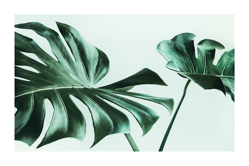 Monstera Poster