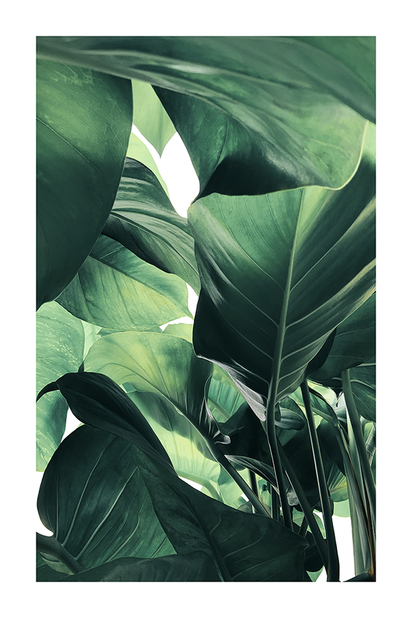 Bird of Paradise Leaf Poster