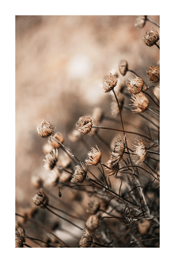 Brown Dried Flower Poster