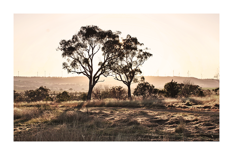 A Tale of Two Trees Poster