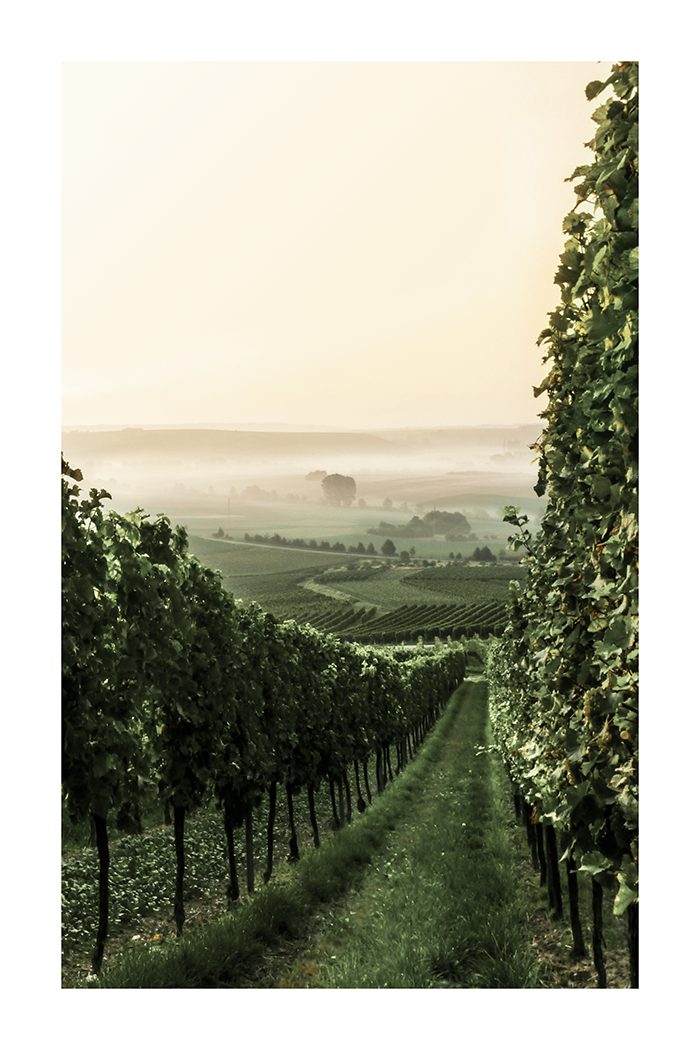 Vineyard Photo Poster