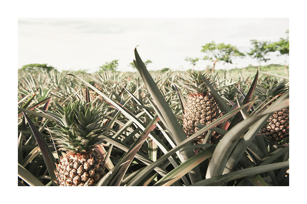 Pineapple Field Poster