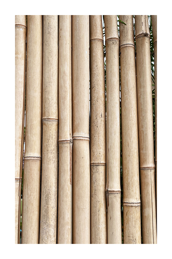 Dry Bamboo Poster