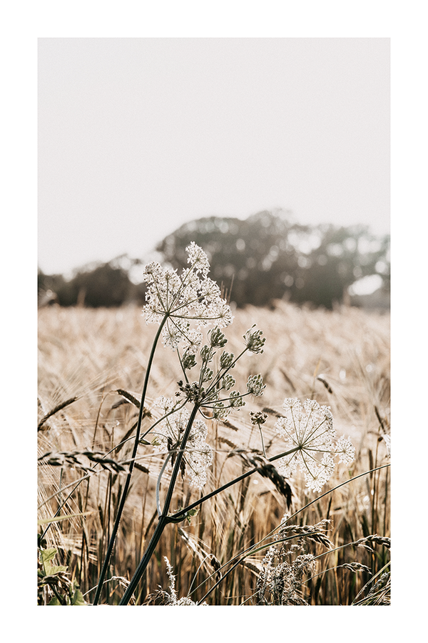 White Wild Flower Close Up Poster