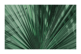 Green Palm Leaf Poster