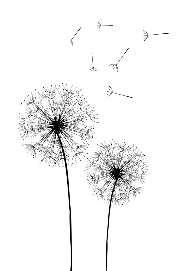 Dandelion Line Poster