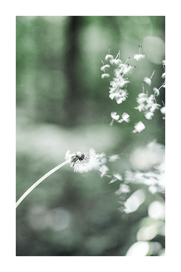 Dandelion in the Wind Poster