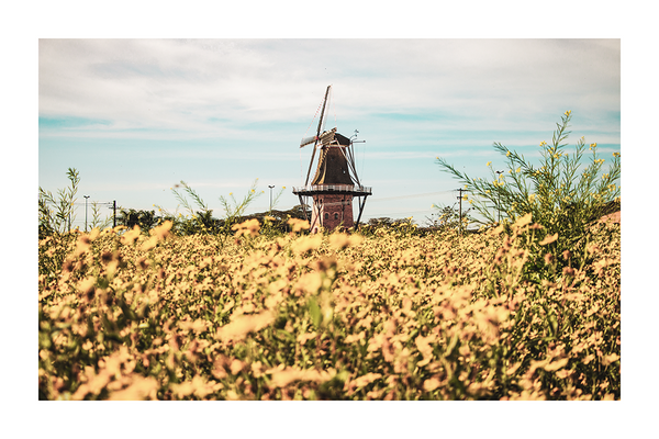 Windmill in the Field Poster