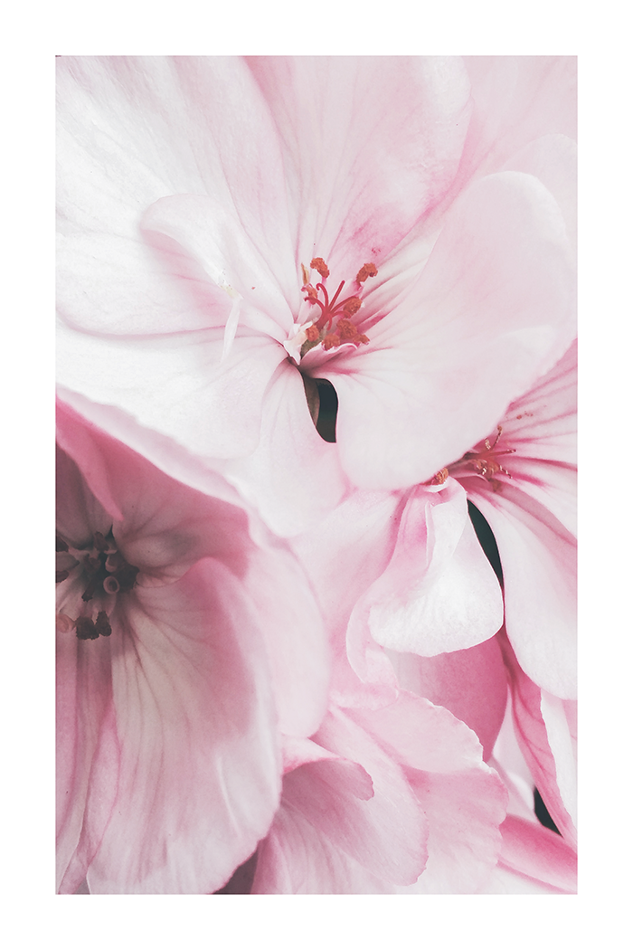 Blooming Pink Lily Poster