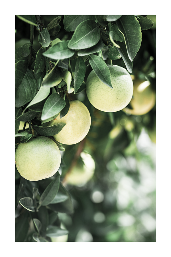 Green Tangerine Poster