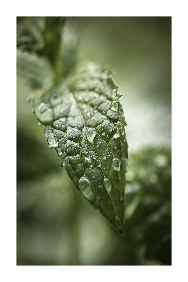 Dew on Leaf Poster