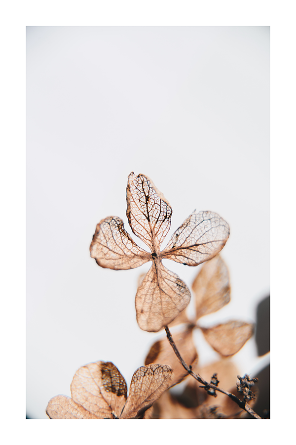 Dried Four Leaf Clover Poster