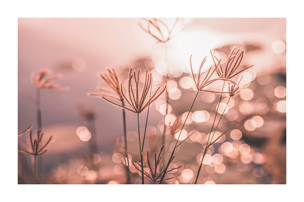 Romantic Plants at Sunset Poster