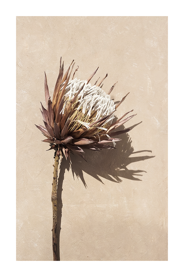 Protea Cynaroides Poster