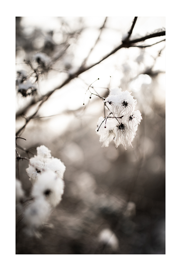 Edelweiss in Winter Poster